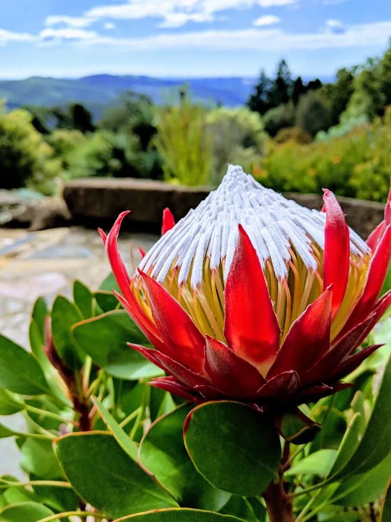View of Blue Mountains Botanic Garden Mount Tomah in Blue Mountains, NSW