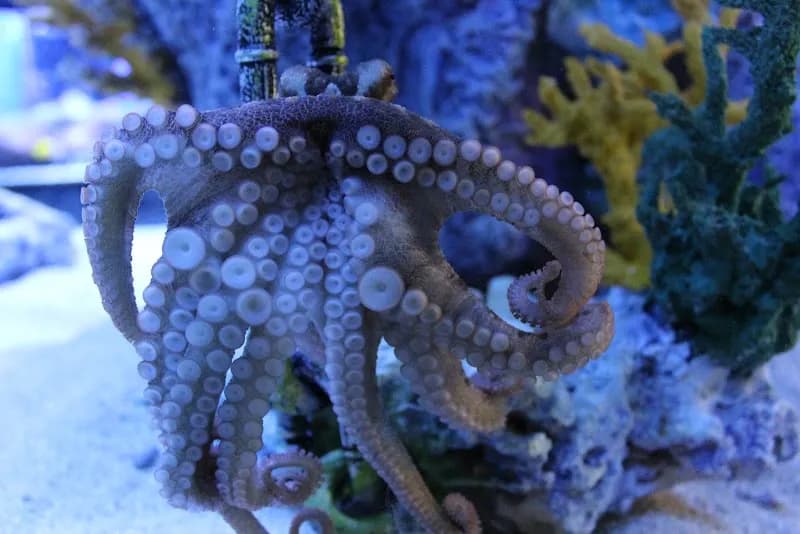 Blue Zoo Aquarium Spokane aquarium in Spokane, WA