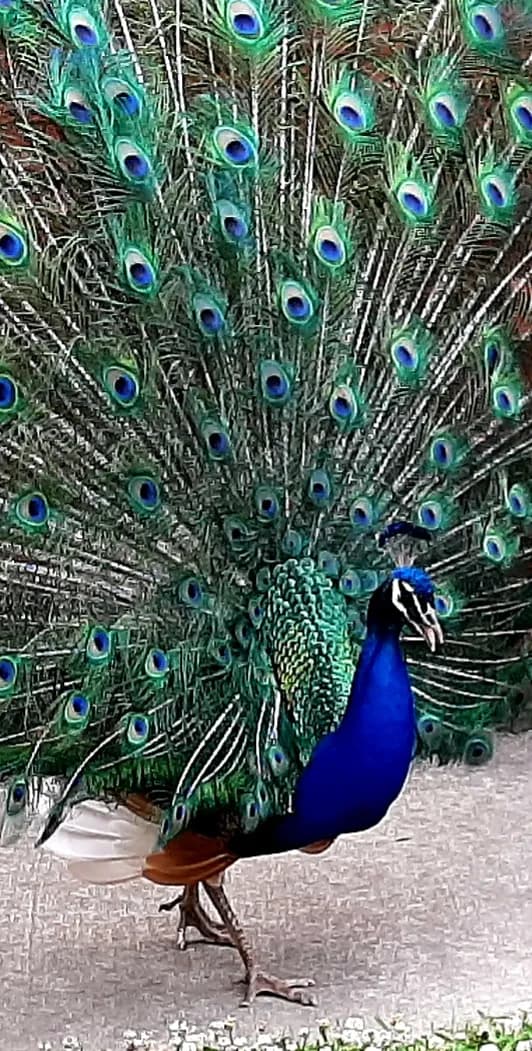 View of Bluebird Gap Farm in Hampton, VA