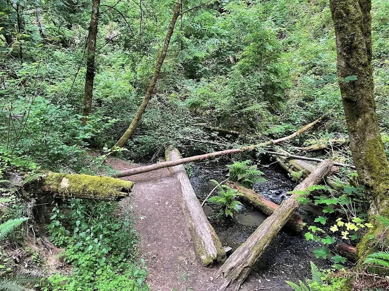 View of Boeing Creek Park in Shoreline, WA