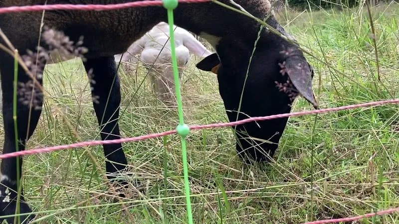 View of Boitsfort in Boitsfort, BRU