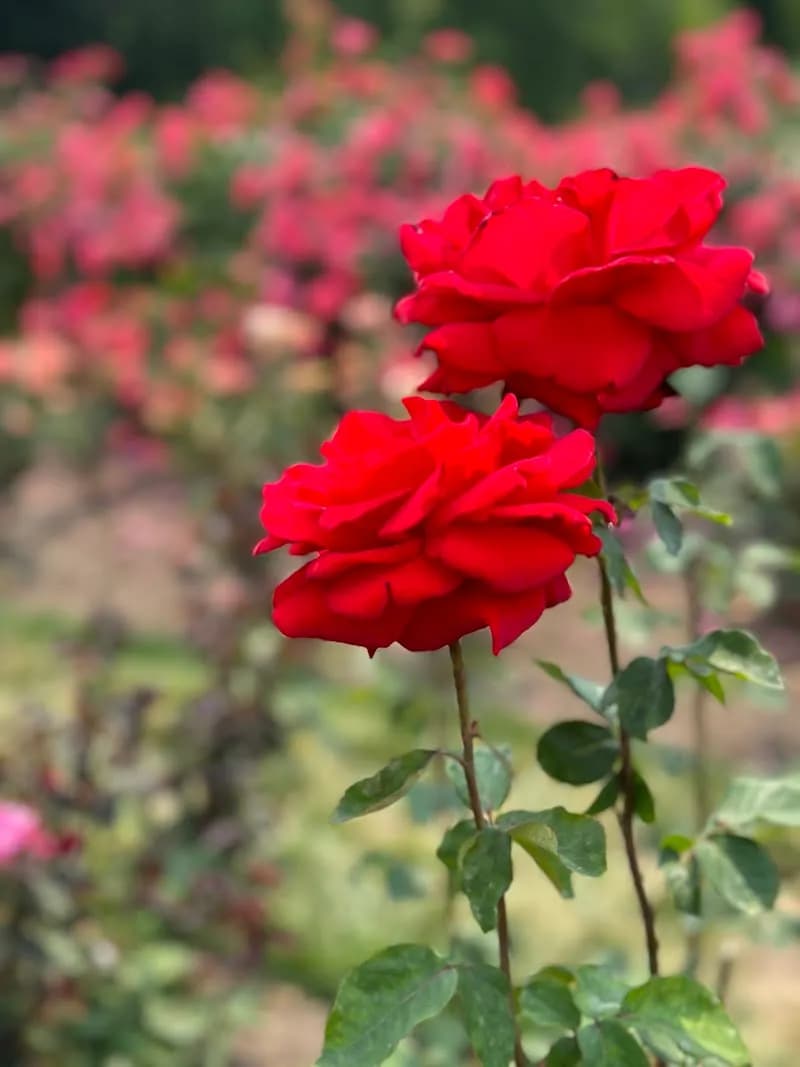 View of Bon Air Park Rose Garden in Bon Air, VA