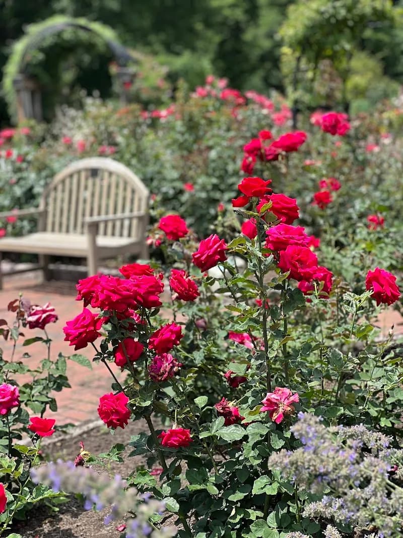 View of Bon Air Park Rose Garden in Bon Air, VA