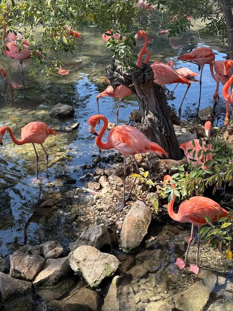 View of Brackenridge Park in New Braunfels, TX