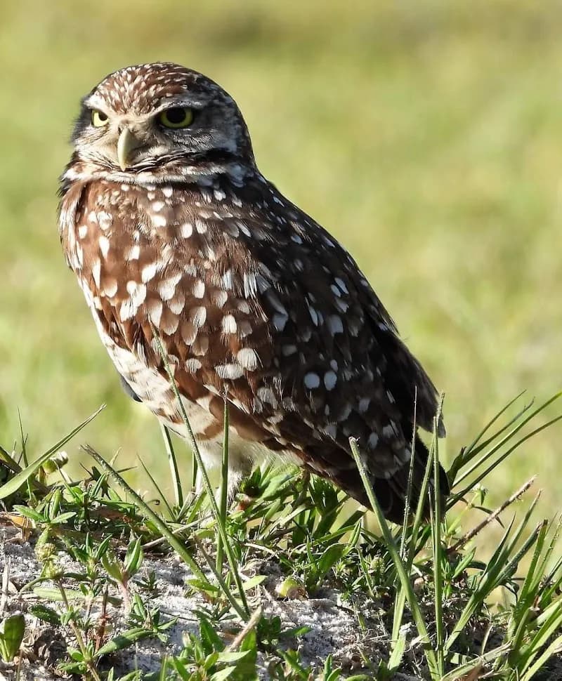 View of Brian Piccolo Sports Park & Velodrome in Pembroke Pines, FL