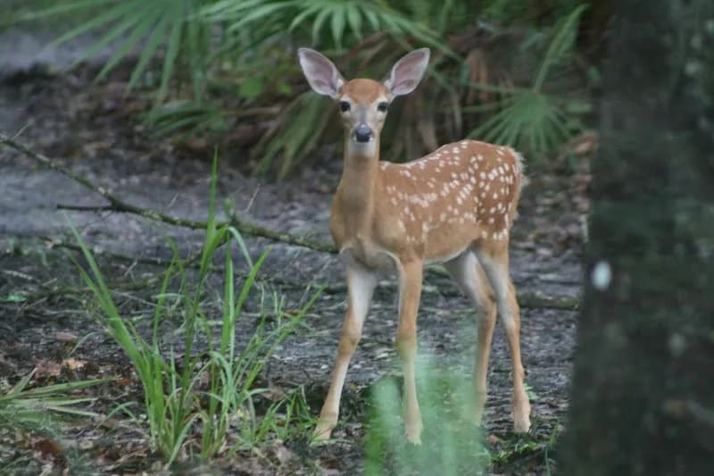 Brooker Creek Preserve & Environmental Education Center nature preserve in Clearwater, FL