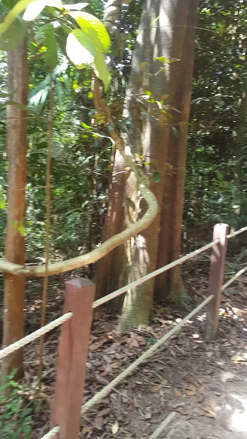 View of Bukit Timah Nature Reserve in Singapore, SG