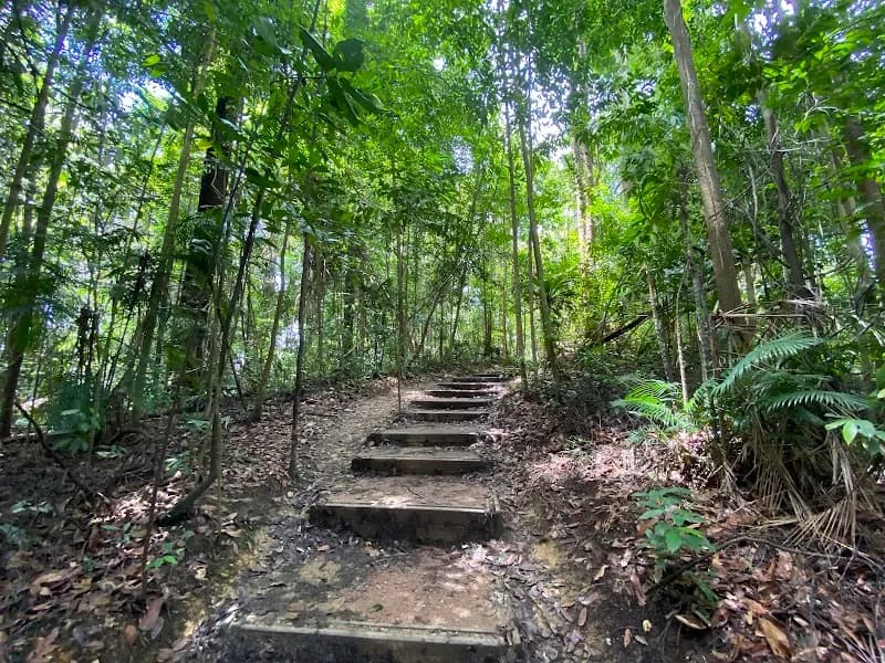 View of Bukit Timah Nature Reserve in Singapore, SG