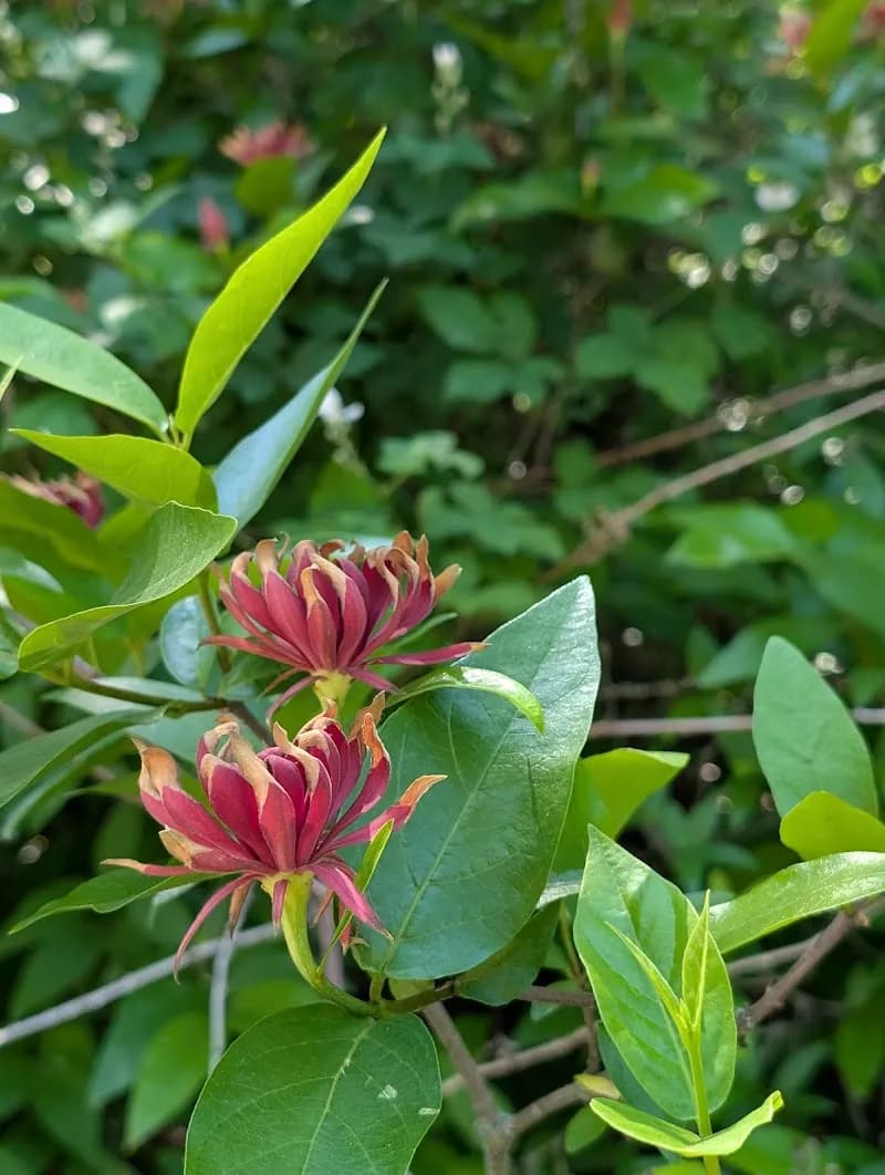 View of Burke Gilman Trail in Lake Forest Park, WA