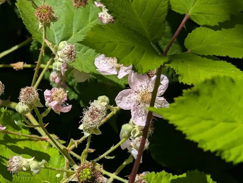 View of Burke Gilman Trail in Lake Forest Park, WA