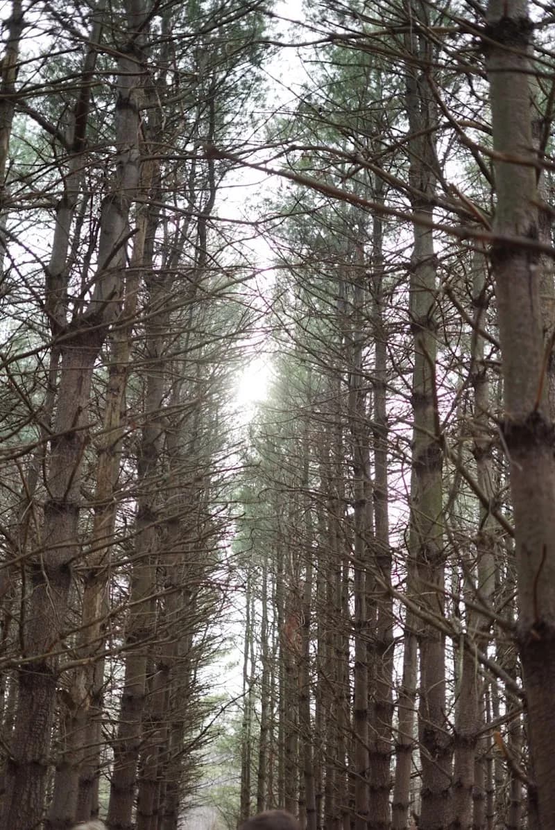 View of Burr Oak Woods Conservation Area in Blue Springs, MO