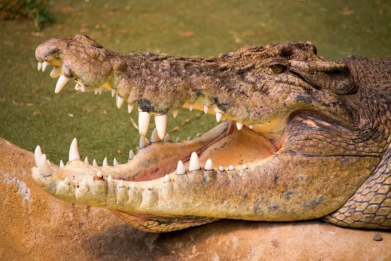 Butterfly Creek zoo in Auckland, AKL