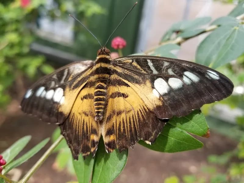 View of Butterfly Wonderland in Chandler, AZ