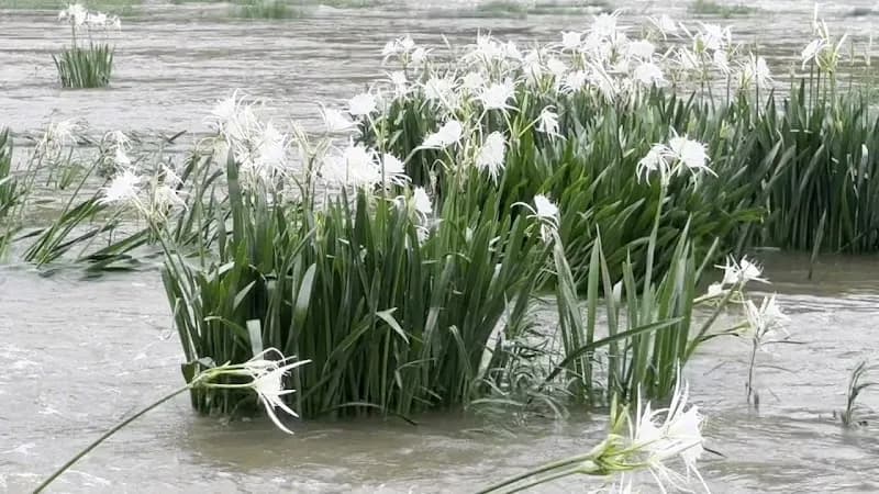 View of Cahaba River National Wildlife Refuge in West Blocton, AL