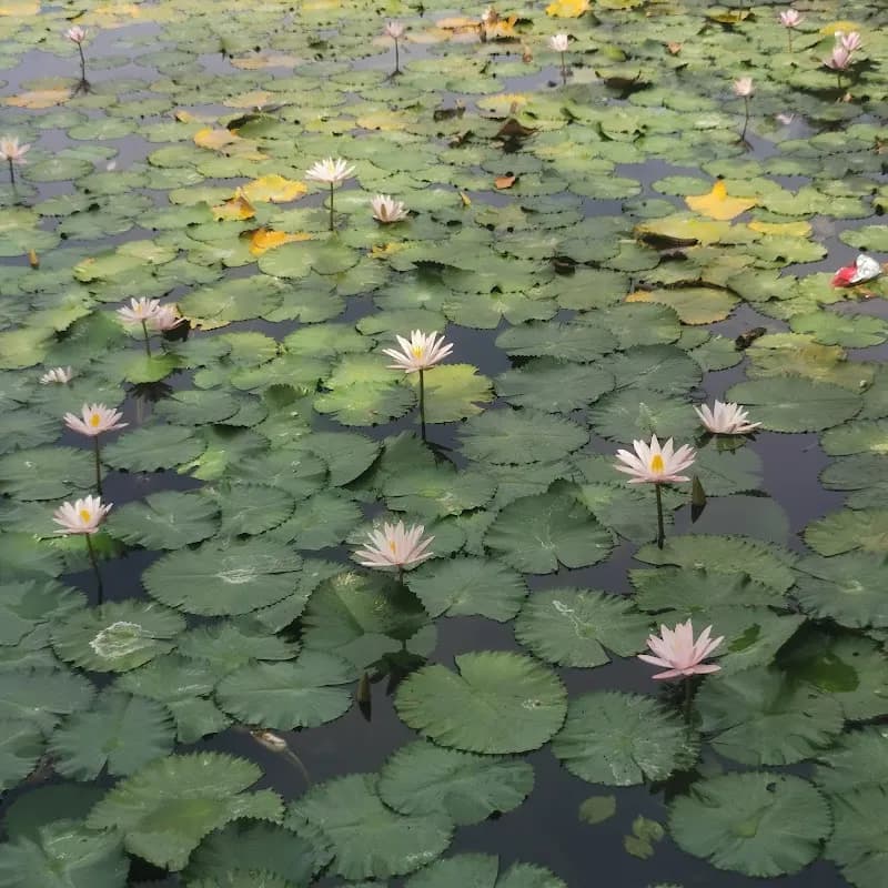 View of Candidasa Lotus Lagoon in Candidasa, Bali