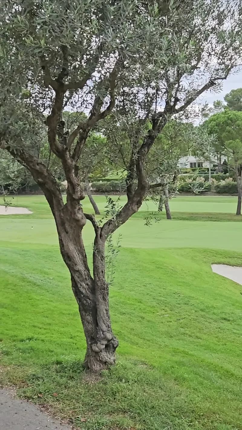 View of Cannes Mougins Golf Country Club in Mougins, PACA