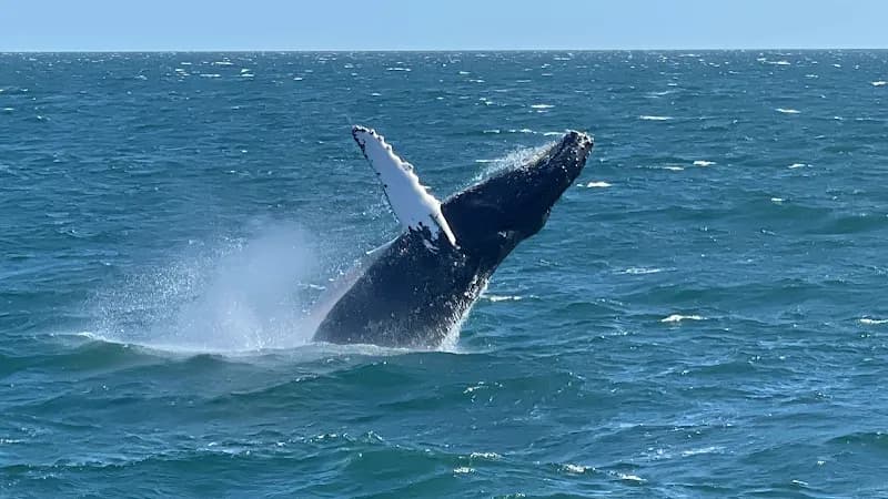 Cape May Whale Watcher Whale Watching Tours in Cape May, NJ