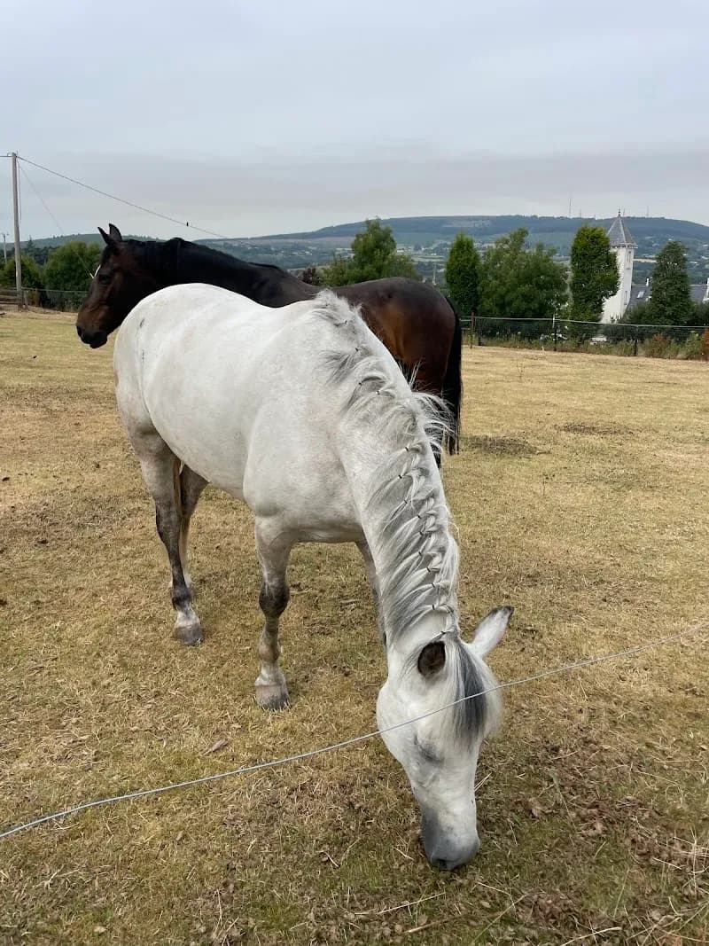 Carrickmines Equestrian Centre sports coaching in Ballsbridge, D