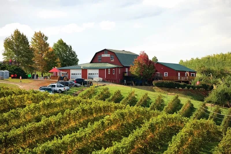 Carter Mountain Orchard and Country Store vineyard in Charlottesville, VA
