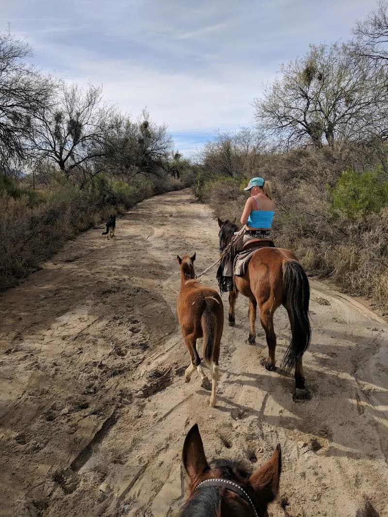 Catalina Regional Park park in Casas Adobes, AZ
