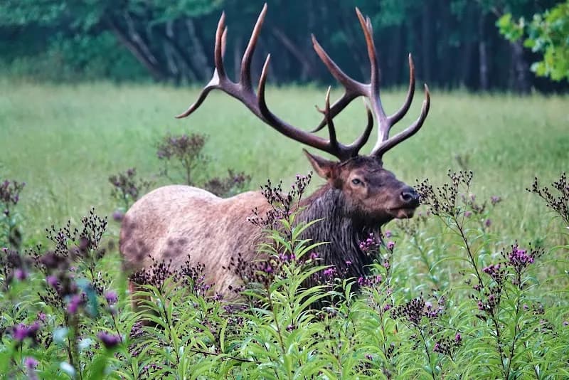 View of Cataloochee Valley in Asheville, NC