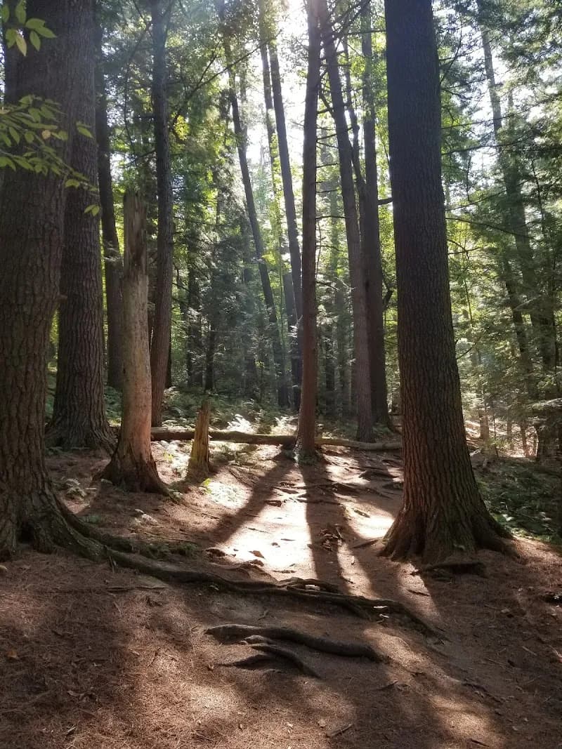 View of Centennial Woods Natural Area in Burlington, VT