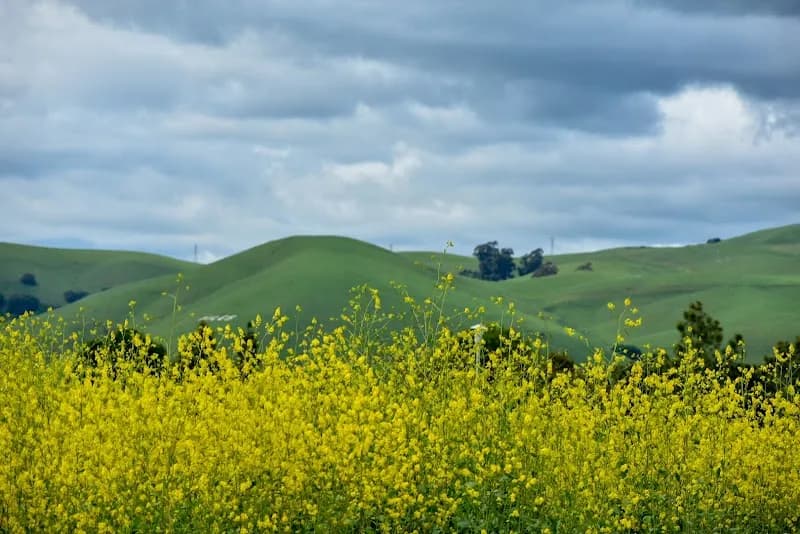 View of Central Park in Fremont, CA