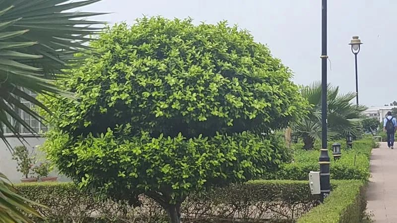View of Central Park in Rajeev Chowk Area, DL