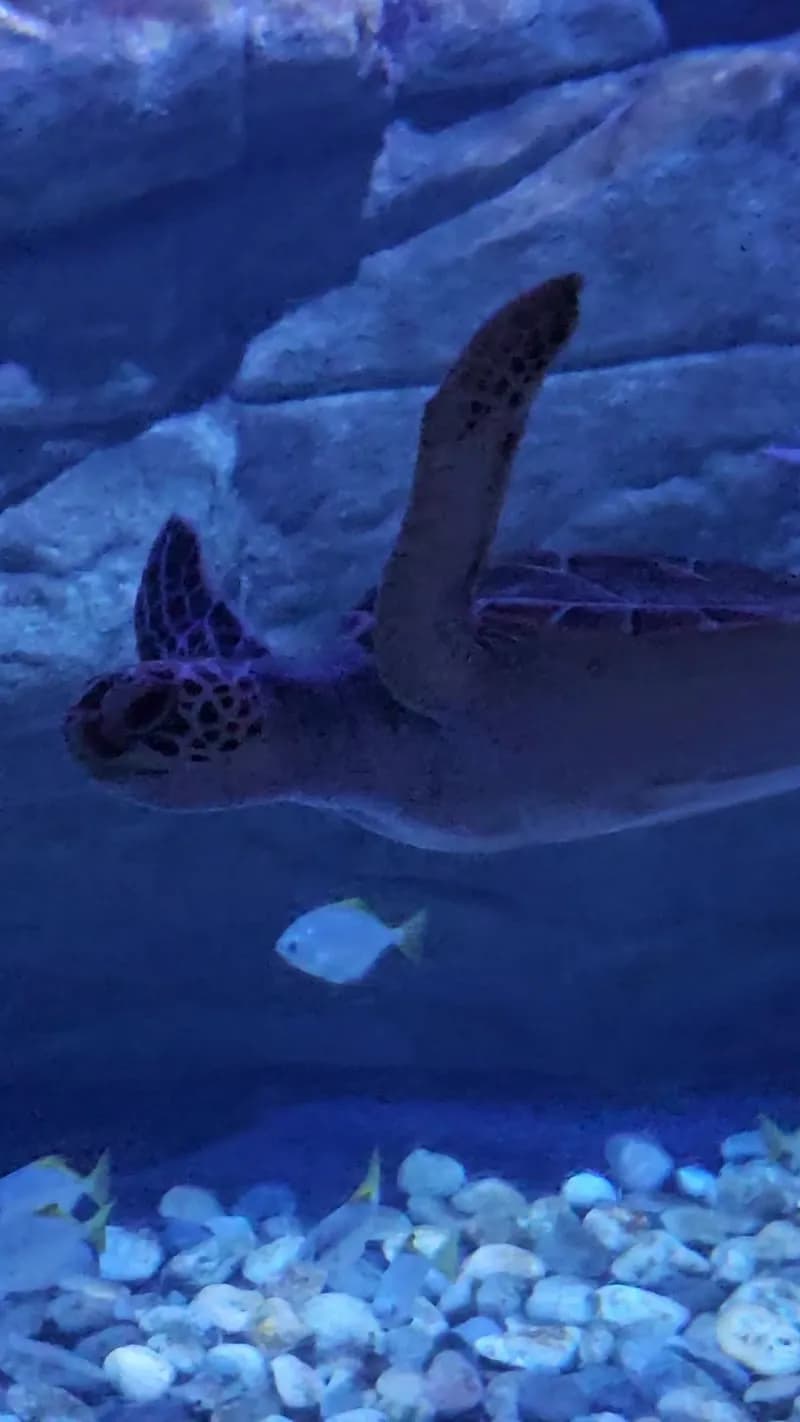 View of Central Phuket in Phuket City, Phuket