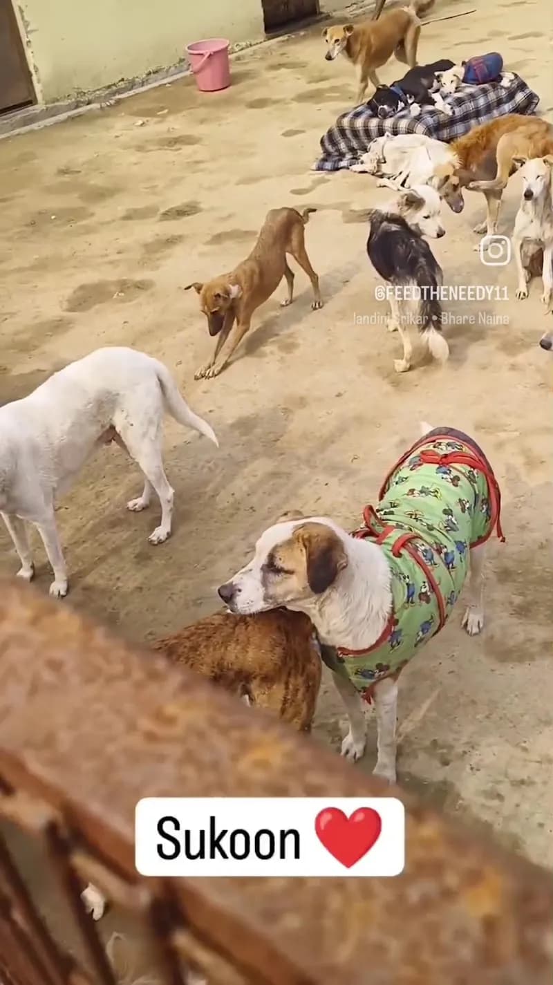 Chardikala Animal Shelter pet care in Rohini, DL