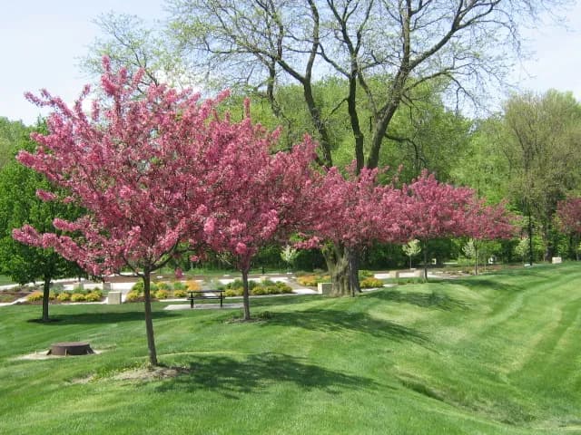View of Charles Gabus Memorial Tree Park and Garden in Urbandale, IA