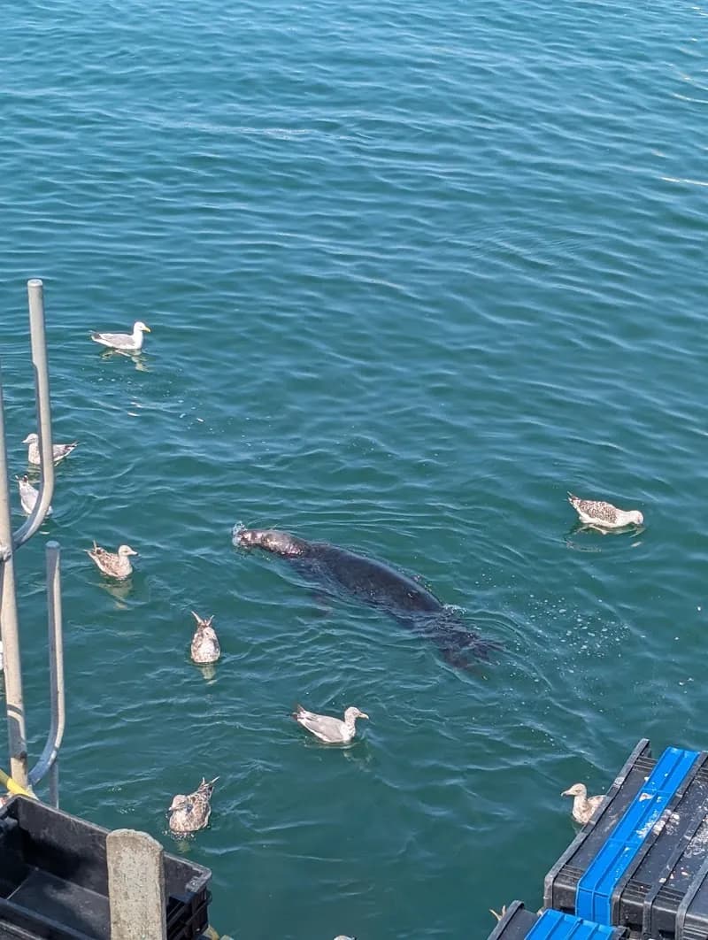 View of Chatham Fish Pier Viewing Deck in Cape Cod, MA