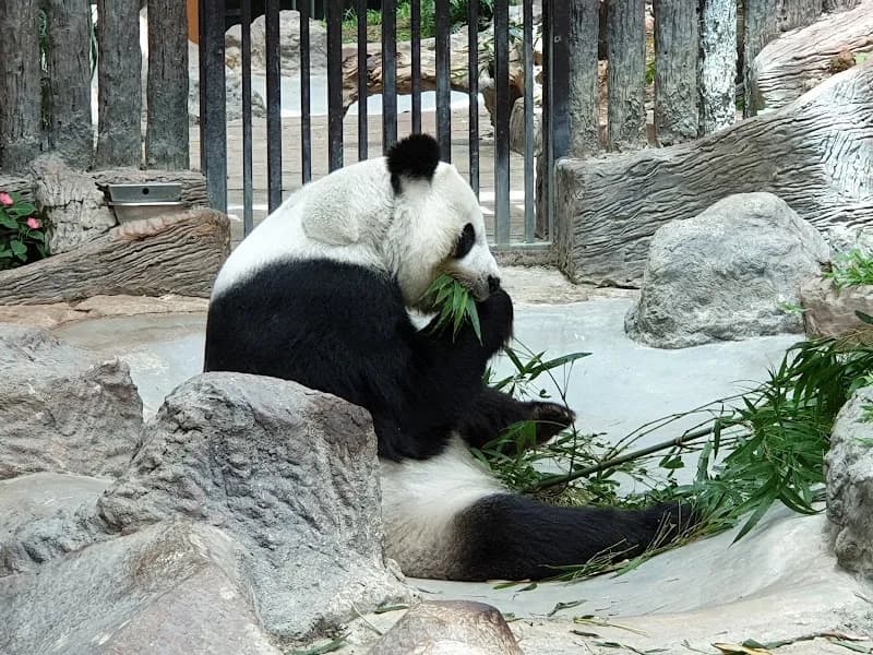 Chiang Mai Zoo zoo in Chiang Mai, CM