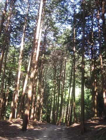 View of Children and Adults' Drawing Class Yaachaika in Kasagi, KYO