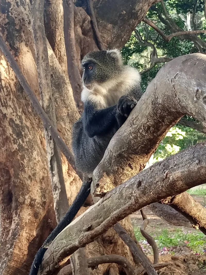 View of City Park in Nairobi, NBO