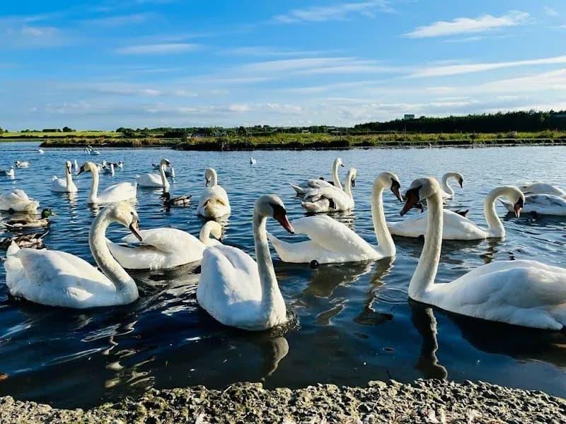 Cockle Lake Nature Trail nature in Swords, D