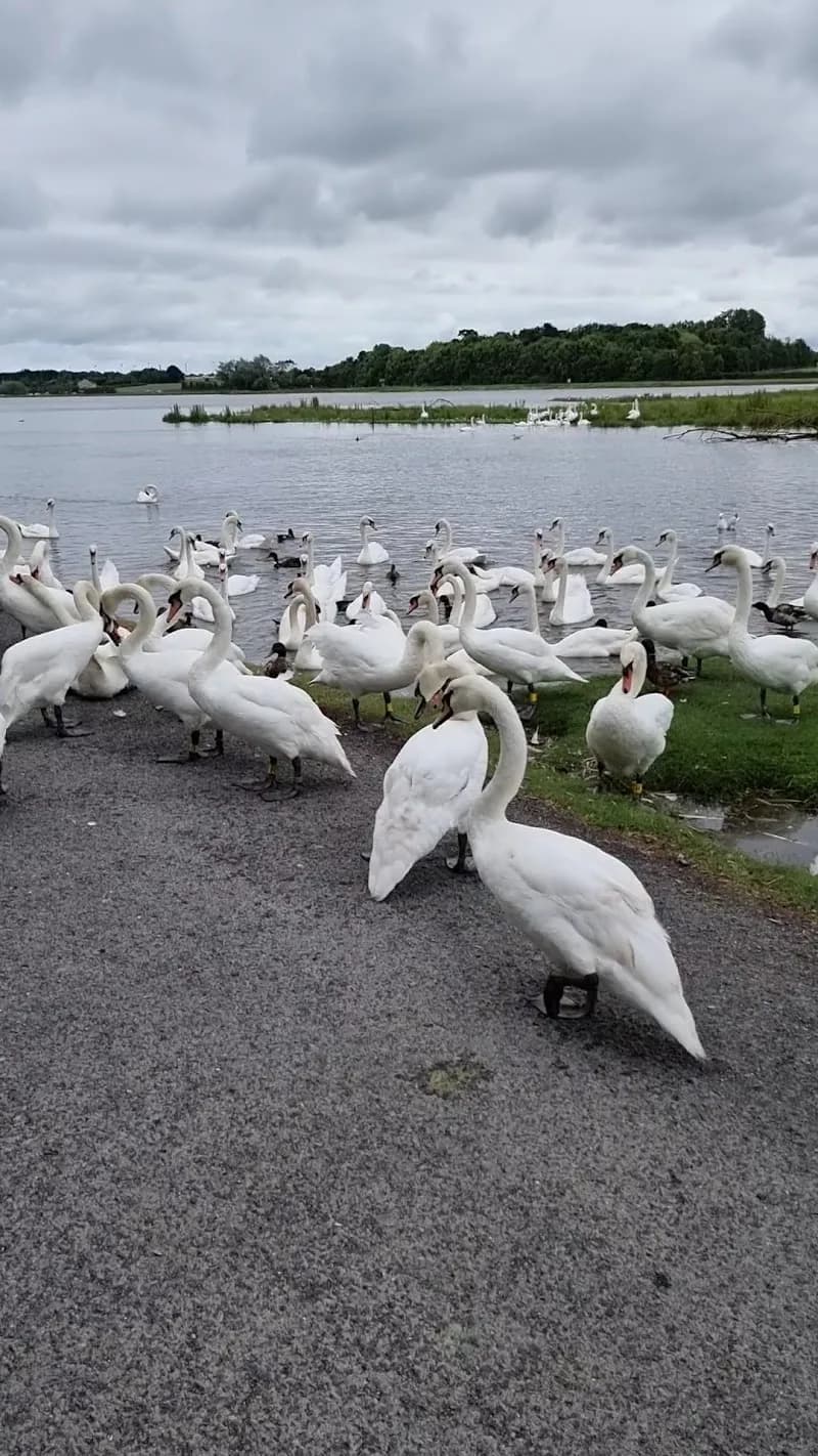 View of Cockle Lake Nature Trail in Swords, D