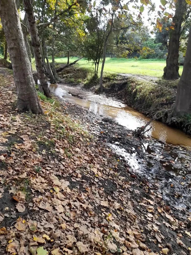 View of Constantia Greenbelt and Forest in Constantia, WC