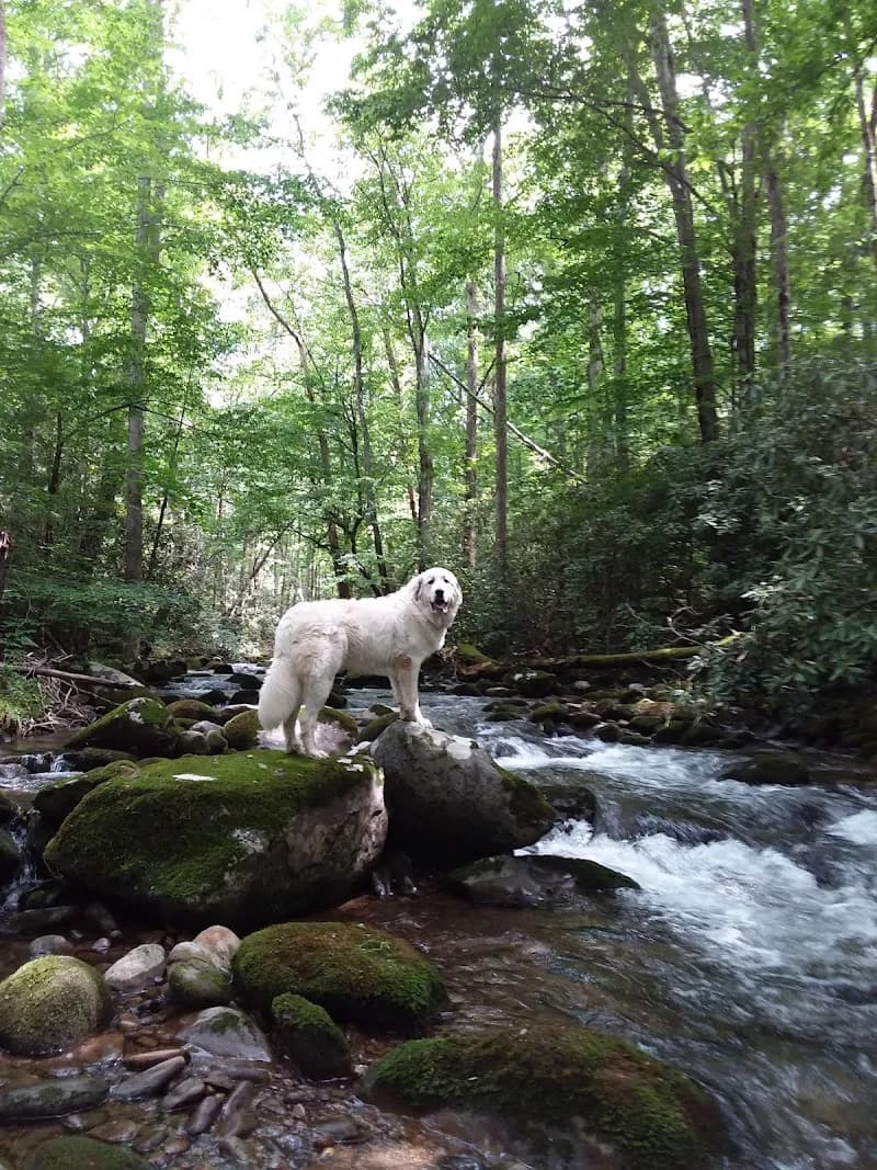View of Cosby Creek in Cosby, TN