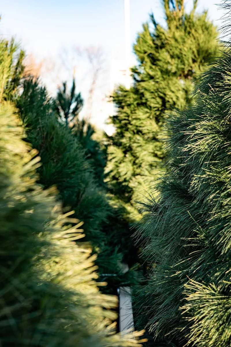 Country Apple Orchard & Christmas Tree Farm farmers market in Sioux Falls, SD