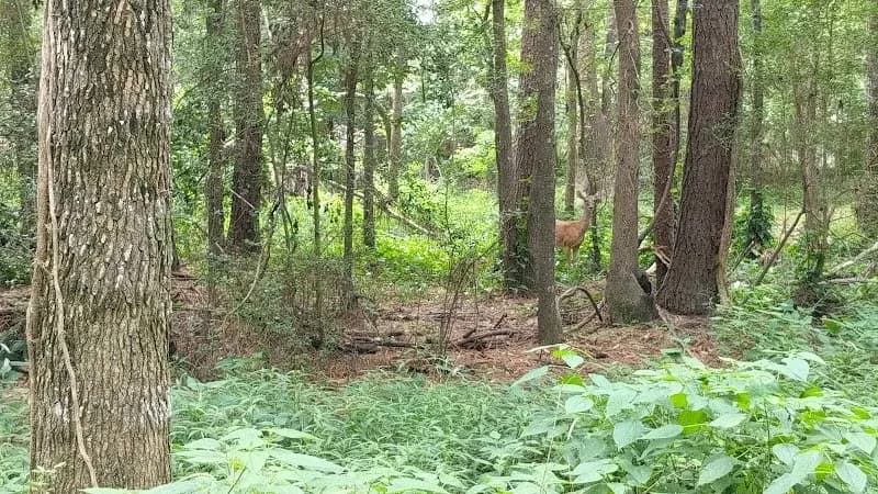 View of Creekwood Nature Area in Kingwood, TX