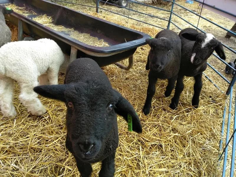View of Critter Barn in Grand Rapids, MI