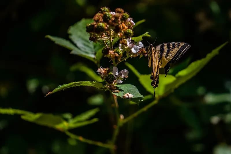 View of Cross Kirkland Corridor/Eastrail in Kirkland, WA