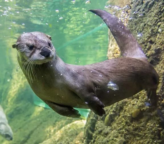 View of CuriOdyssey in San Mateo, CA