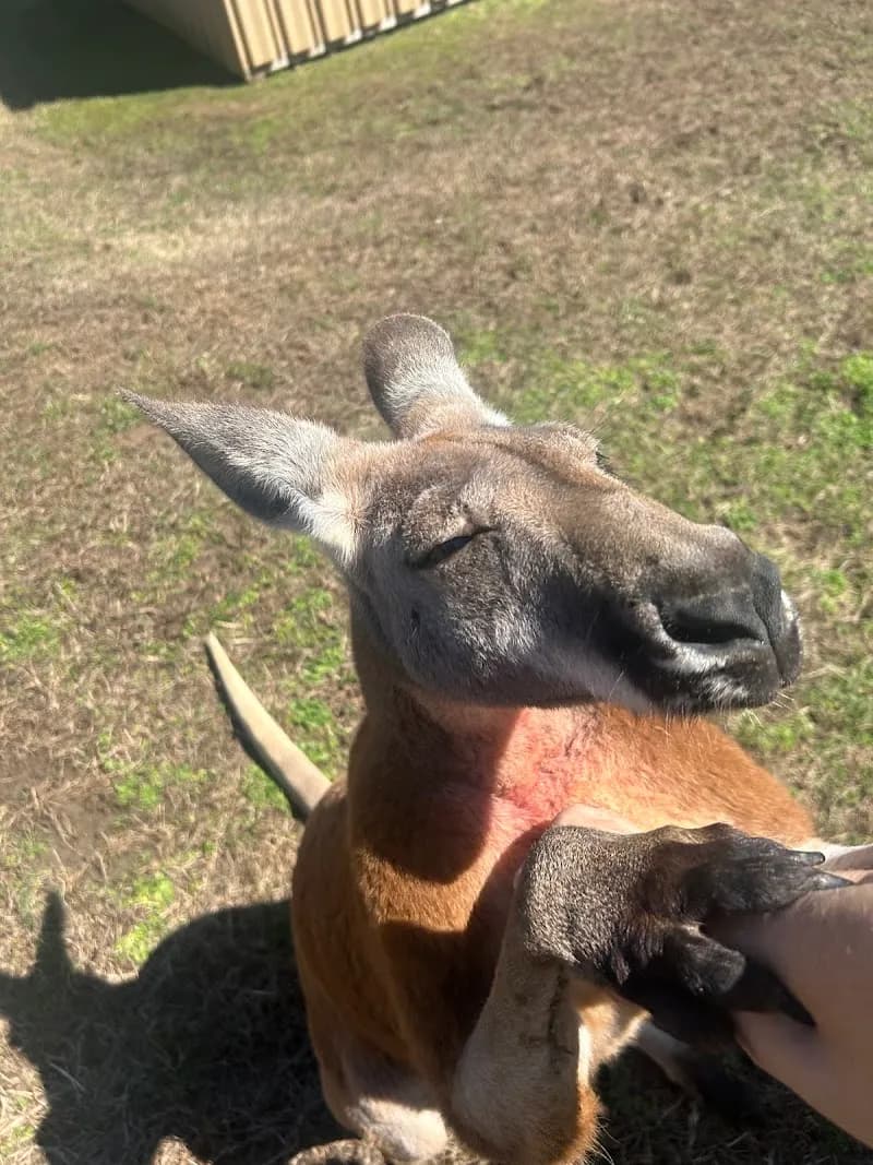 CW Farms Petting Zoo zoo in Knoxville, TN