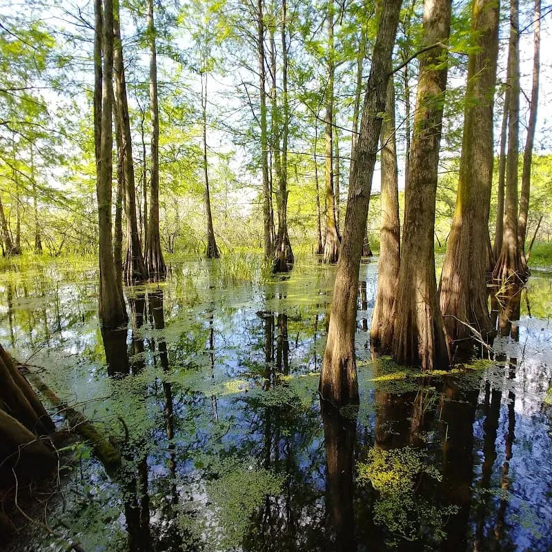 View of Cypress Island Preserve in Lafayette, LA