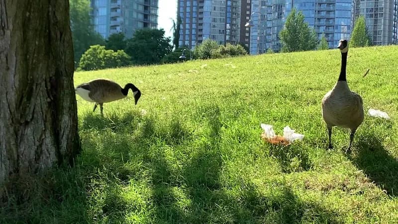 View of David Lam Park in Vancouver, BC