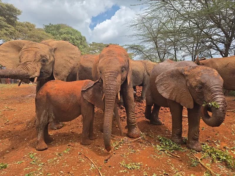 View of David Sheldrick Wildlife Trust Elephant Orphanage in Nairobi, NBO