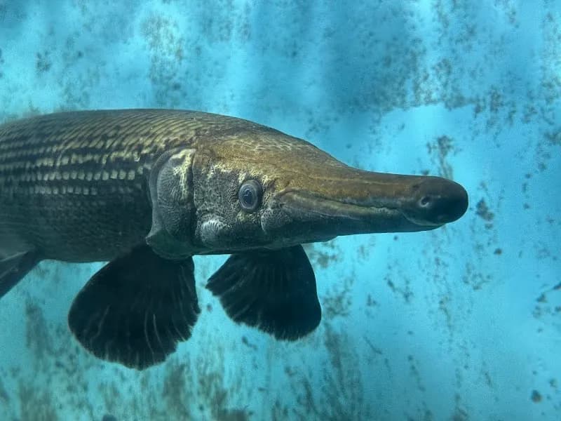 Dehiwala Zoo Aquarium aquarium in Dehiwala, WP
