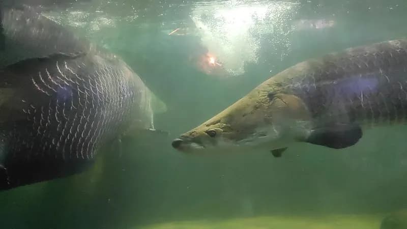View of Dehiwala Zoo Aquarium in Dehiwala, WP